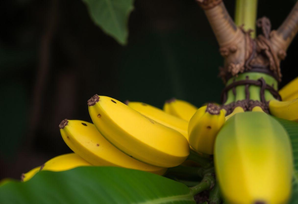Panqueca de Banana Proteica Pós Treino