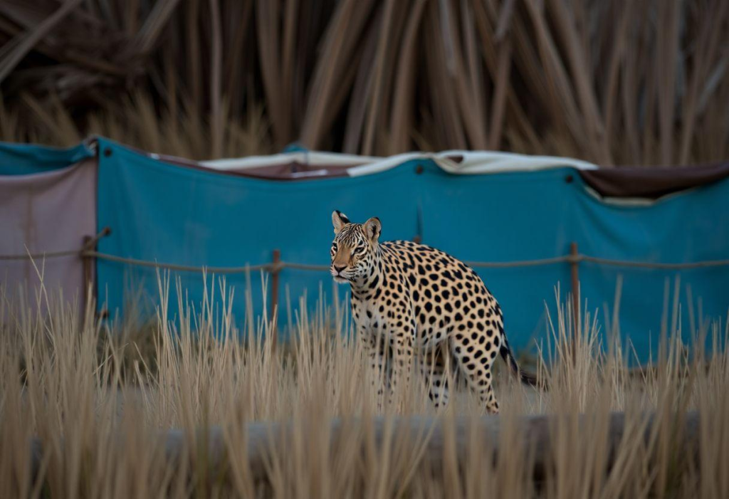 Pudim Engana Visita Com Bolacha De Maisena